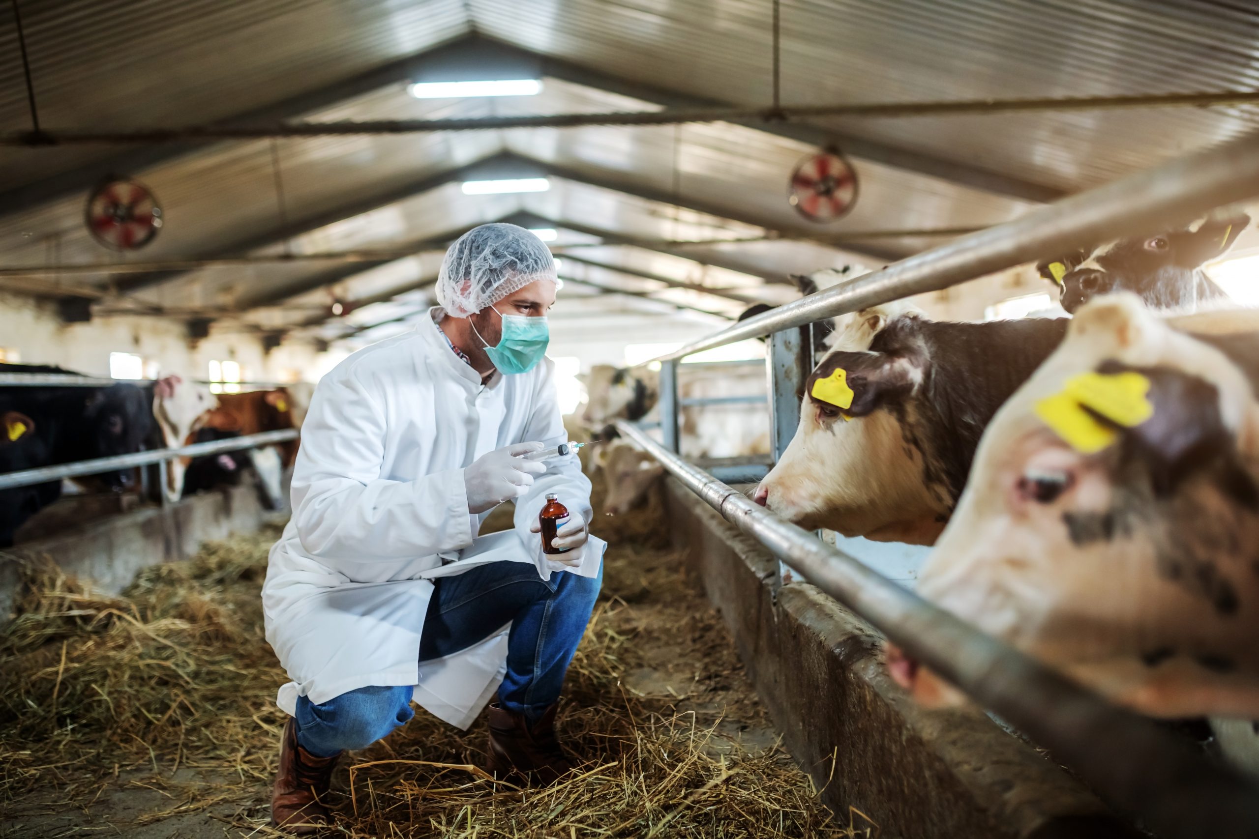 Veterinario che visita in una stalla