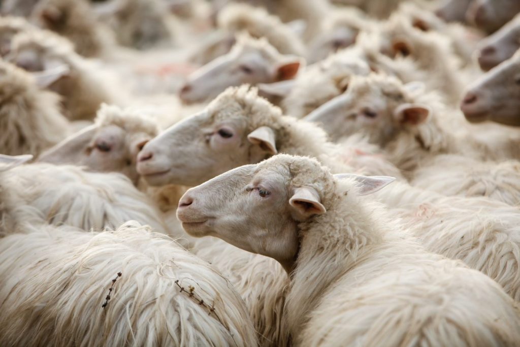 Servizio veterinario, i turni di reperibilità di luglio 2025