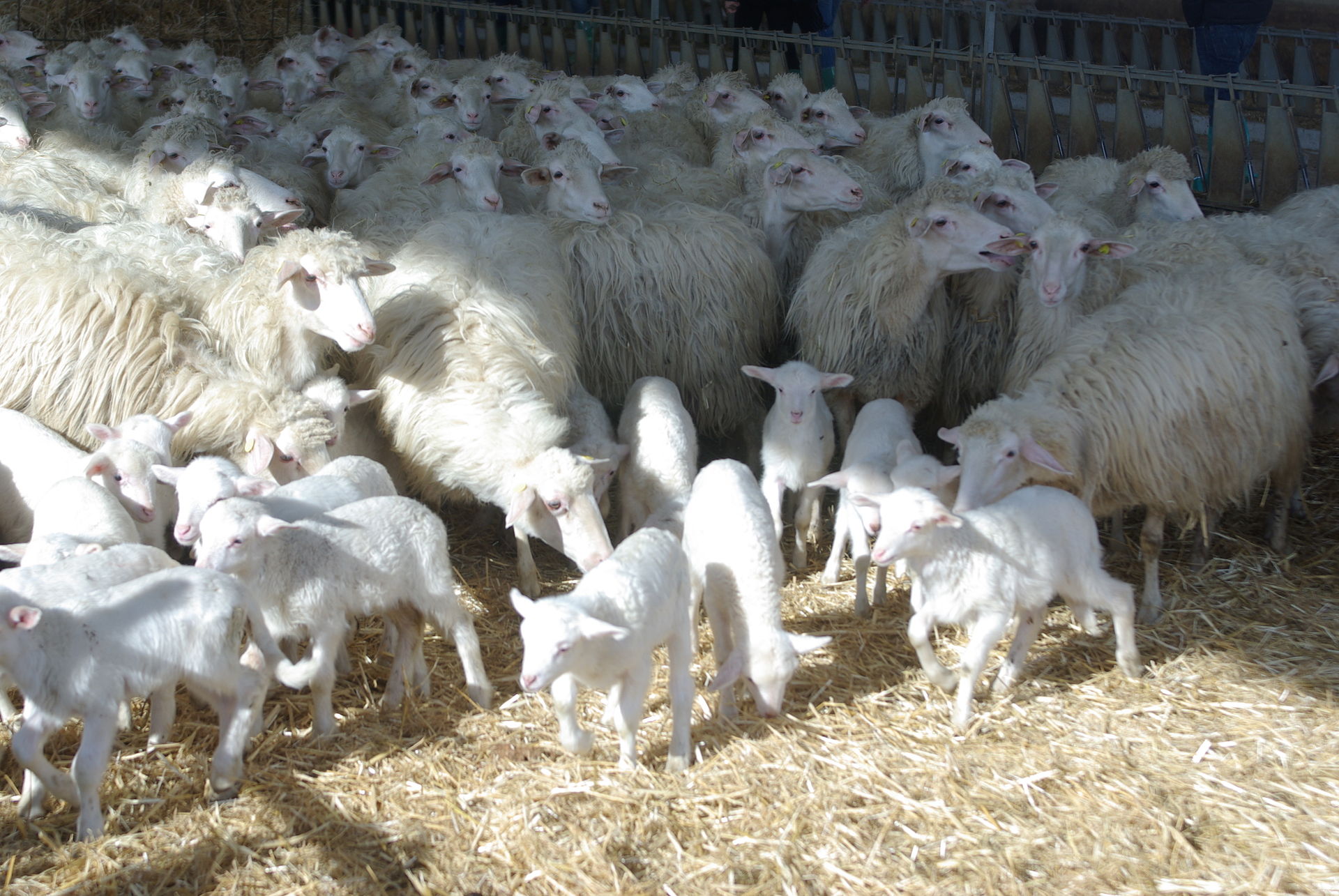 Pecore e agnelli di razza sarda.