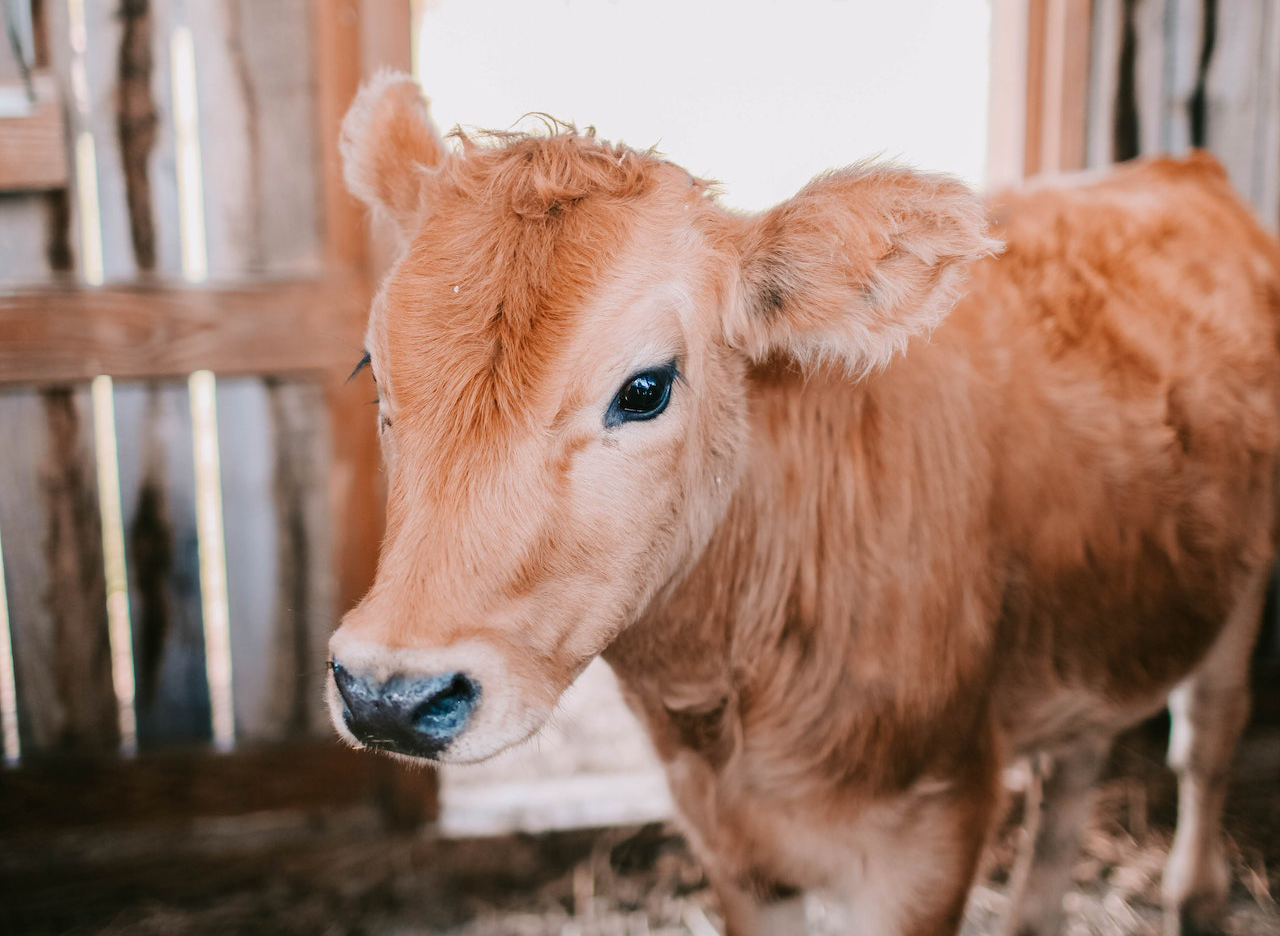 Servizio veterinario, i turni di reperibilità di ottobre