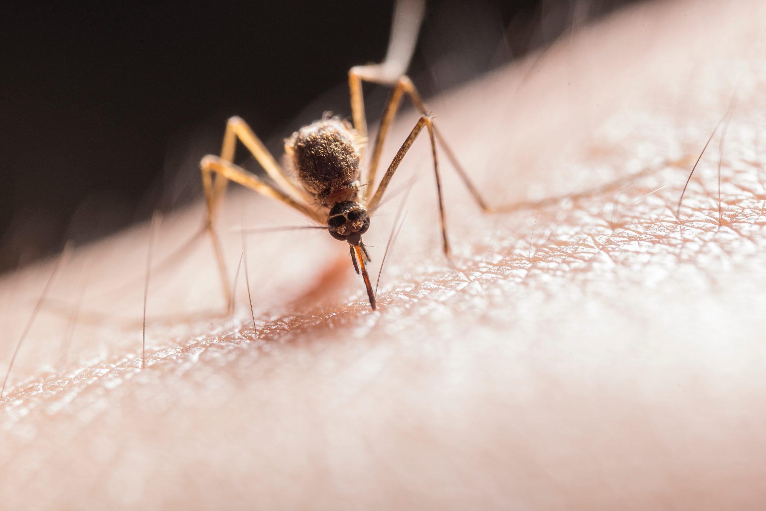 Foto simbolo del virus West Nile.