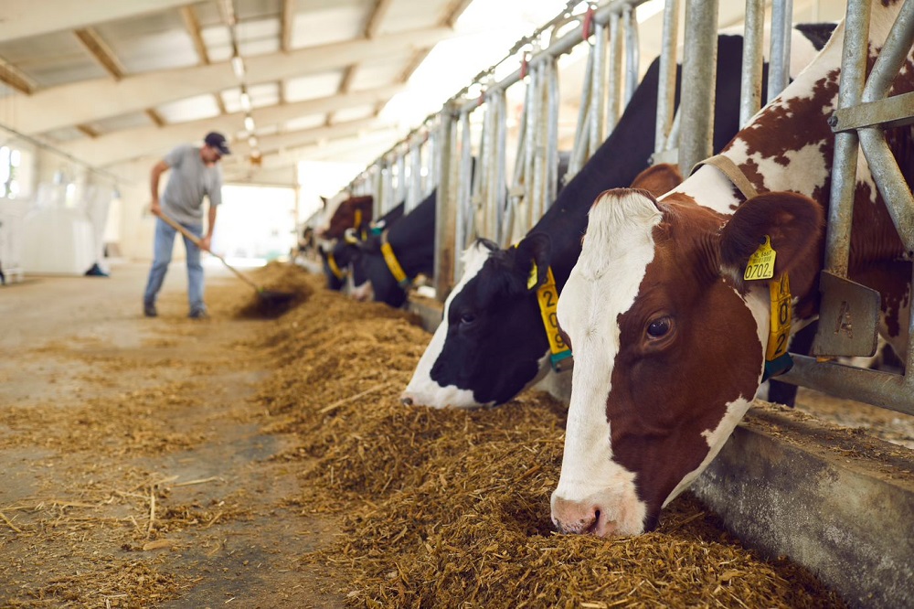 Servizio veterinario, i turni di reperibilità di aprile 2024