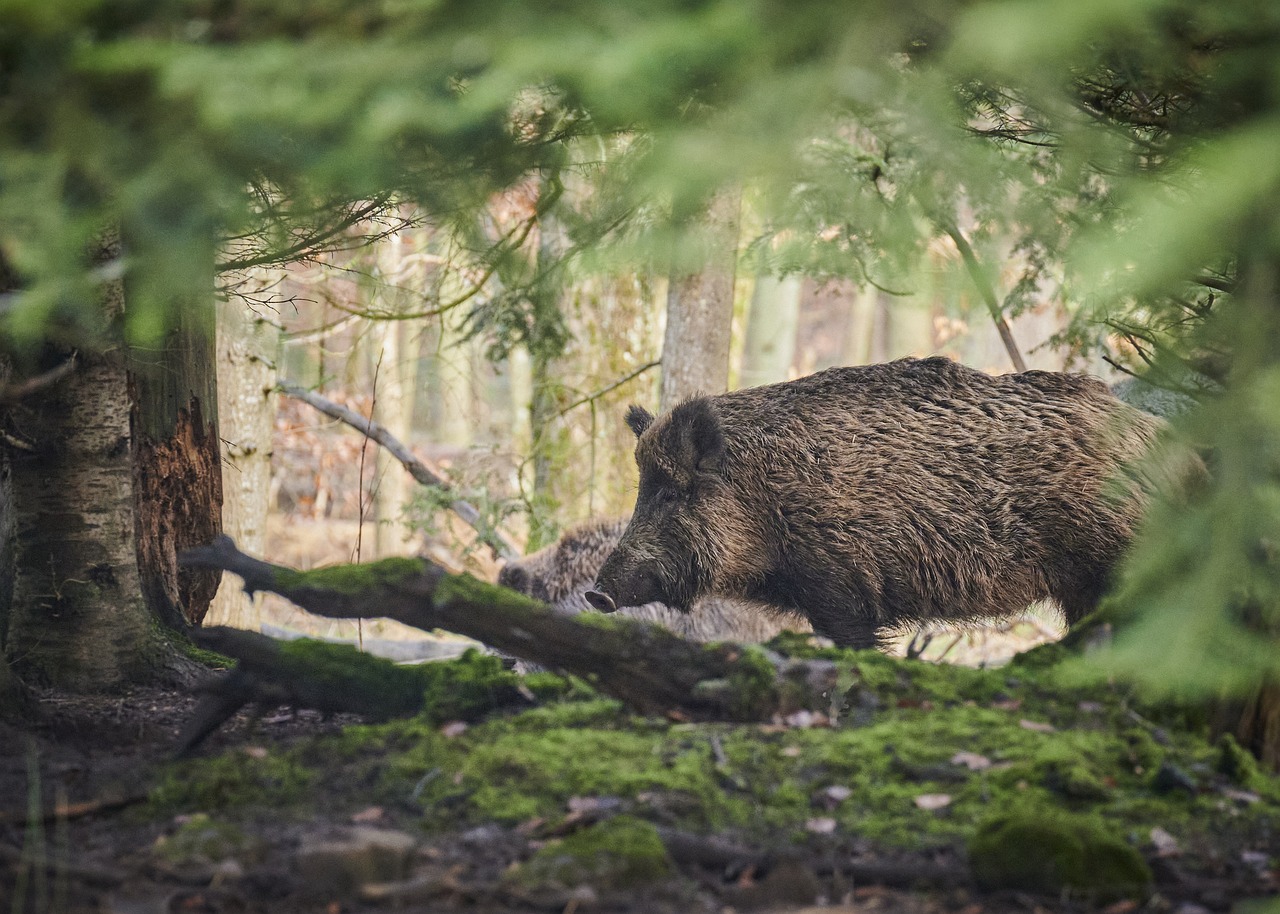 Caccia al cinghiale, arriva il via libera della Asl