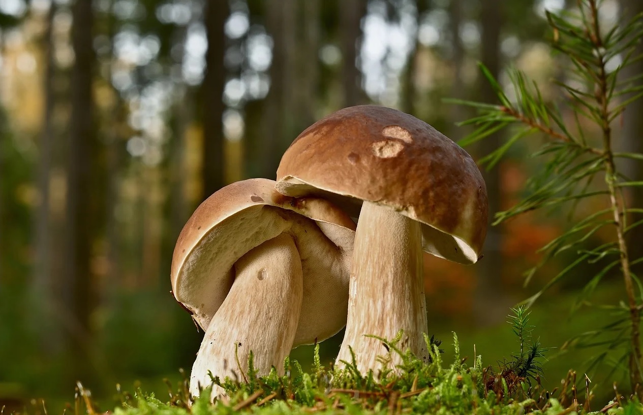 Alcuni funghi porcini pronti per essere raccolti.