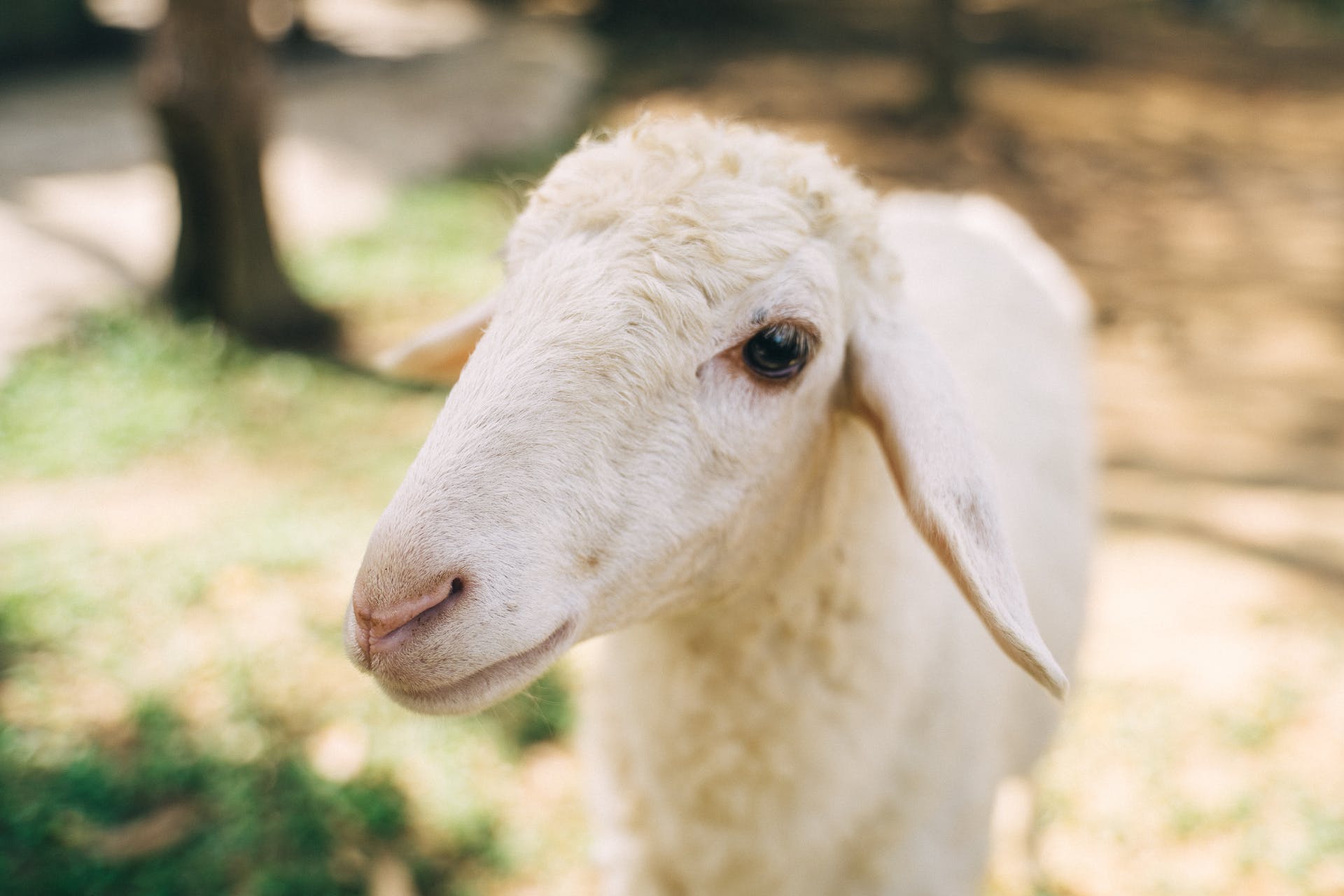 Un agnello in un pascolo all'aperto.