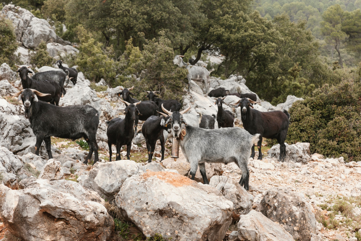 Servizio veterinario, i turni di reperibilità di gennaio 2024