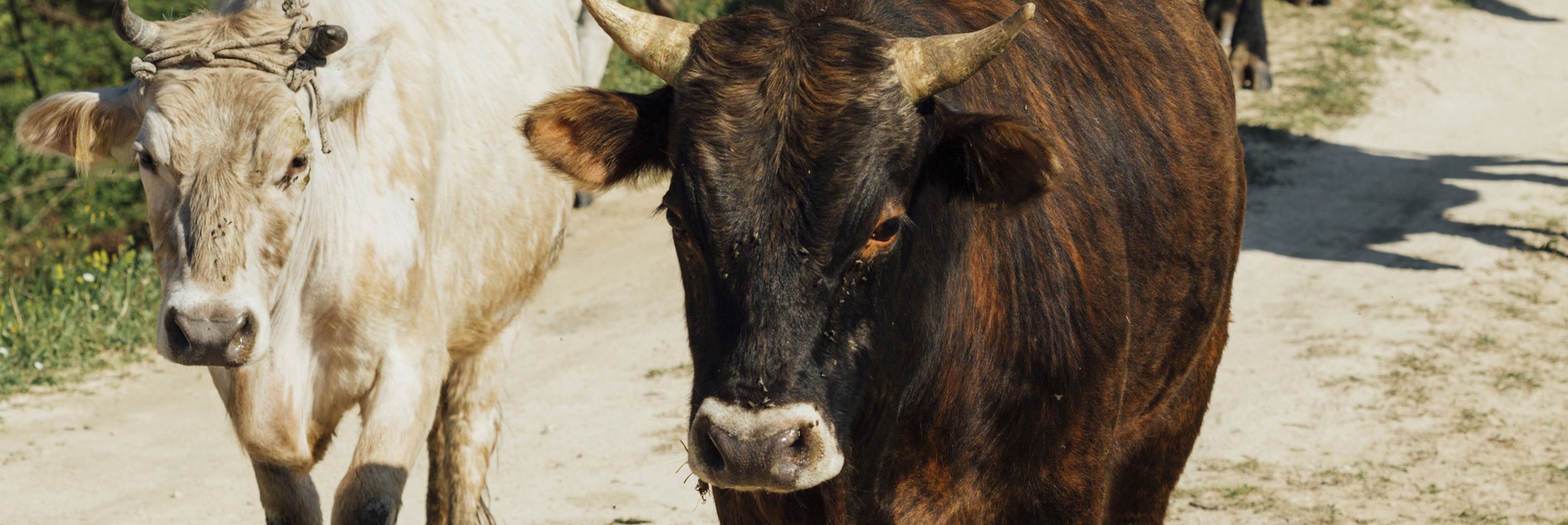 Servizio veterinario, i turni di reperibilità di marzo 2024