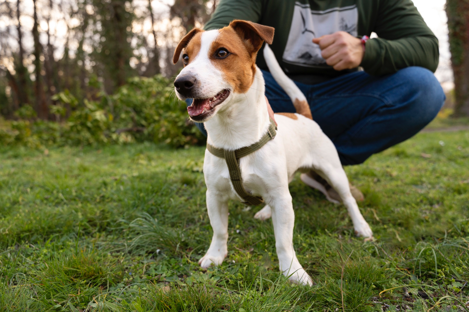 Tortolì, corso di formazione gratuito per i proprietari di cani Tortolì, corso di formazione gratuito per i proprietari di cani