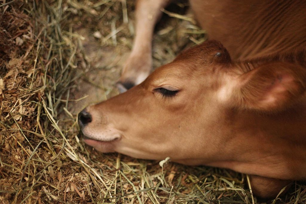 Servizio veterinario, i turni di reperibilità di maggio 2025