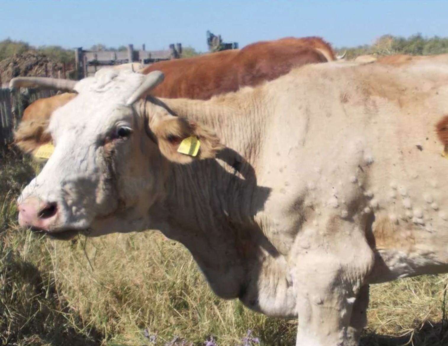 Dermatite bovina, riapertura termini per incarichi a veterinari