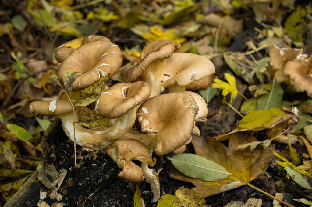 Inizia la stagione dei funghi, la Asl attiva l’ispettorato micologico
