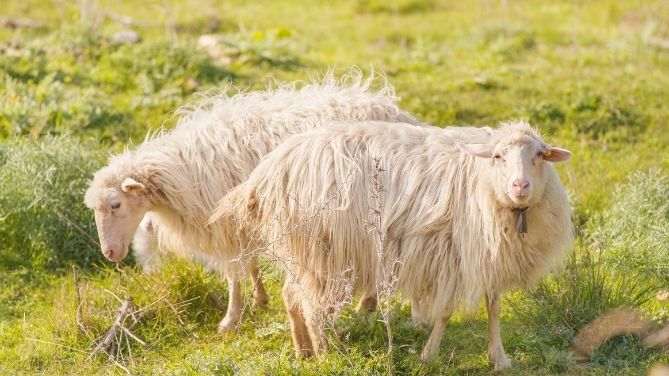 Servizio veterinario, i turni di reperibilità di novembre 2025